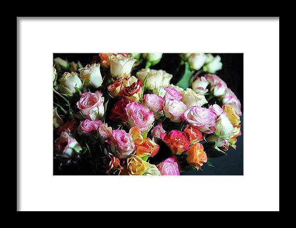 Mini Tea Roses - Framed Print