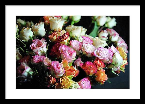 Mini Tea Roses - Framed Print