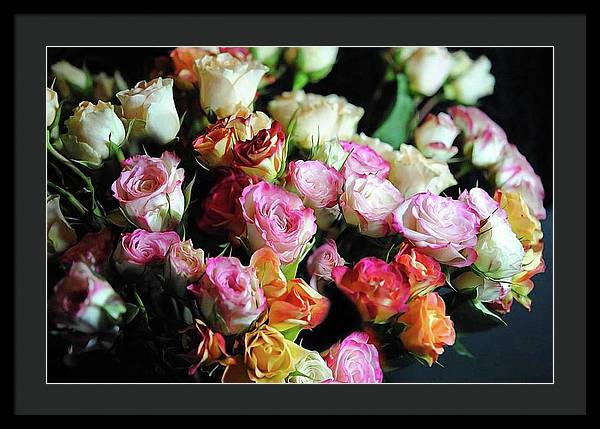 Mini Tea Roses - Framed Print