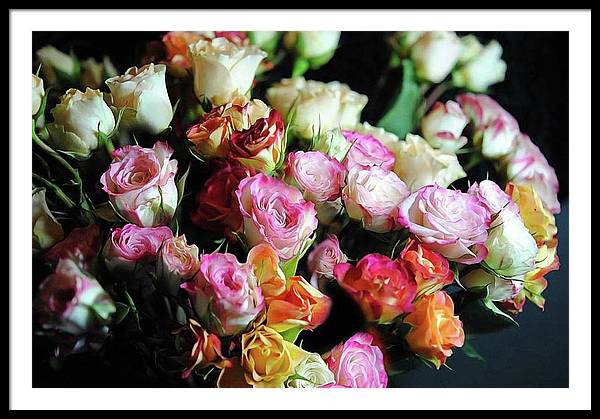 Mini Tea Roses - Framed Print
