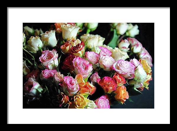 Mini Tea Roses - Framed Print
