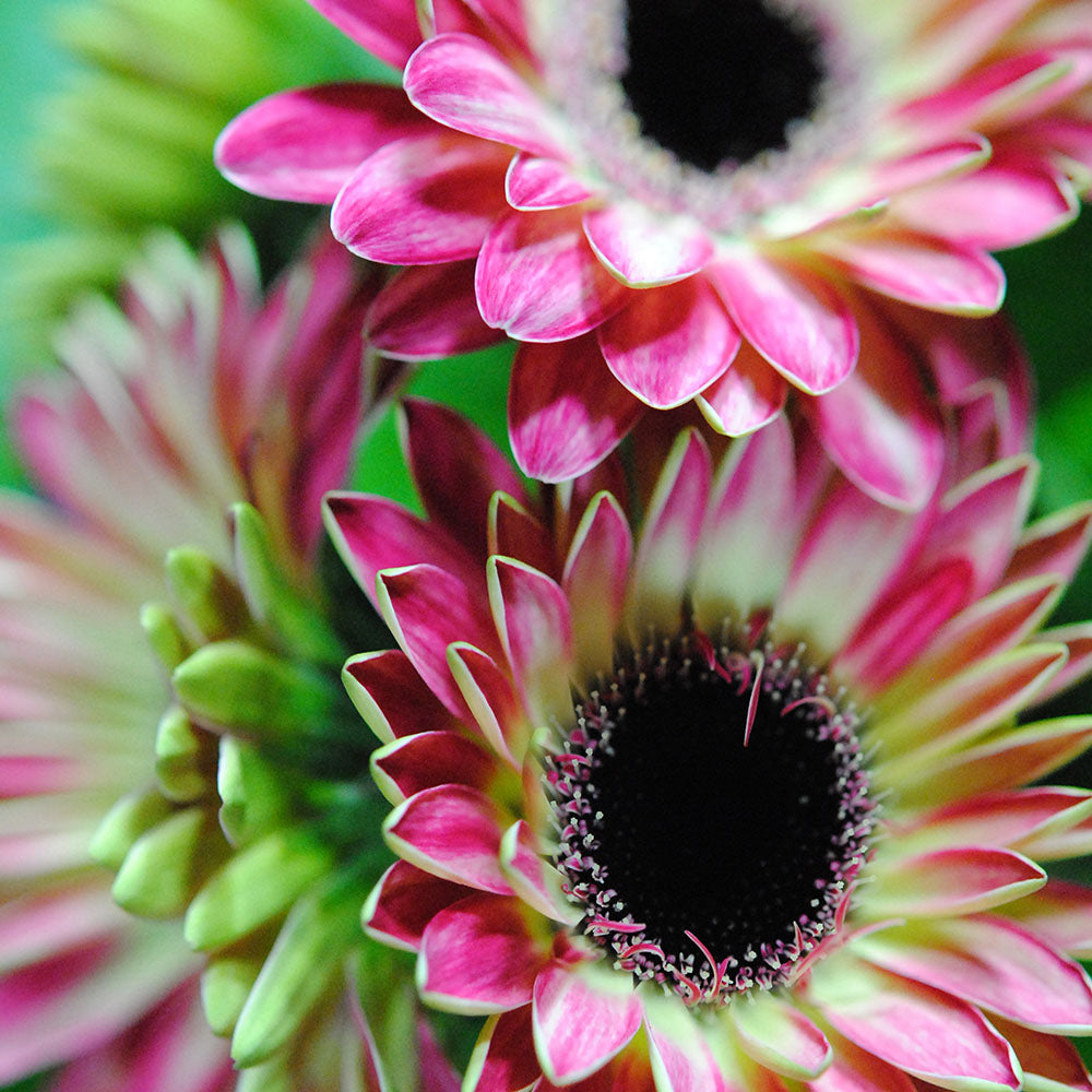 Mini Pink and White Gerbera Daisies Digital Image Download