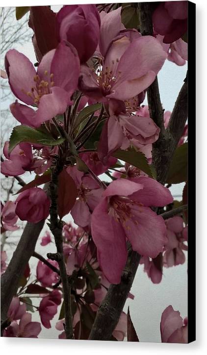 Montana Tree Flowers in Pink - Canvas Print