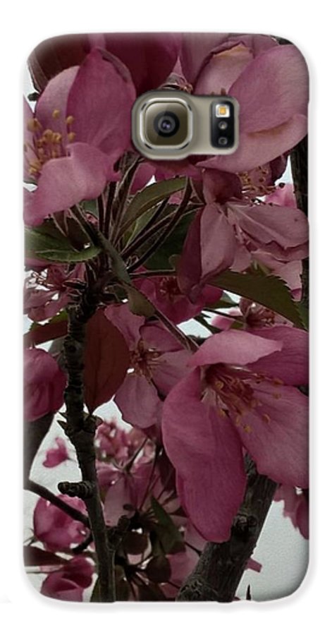 Montana Tree Flowers in Pink - Phone Case