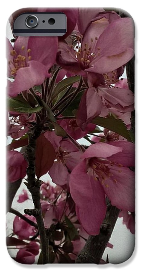 Montana Tree Flowers in Pink - Phone Case