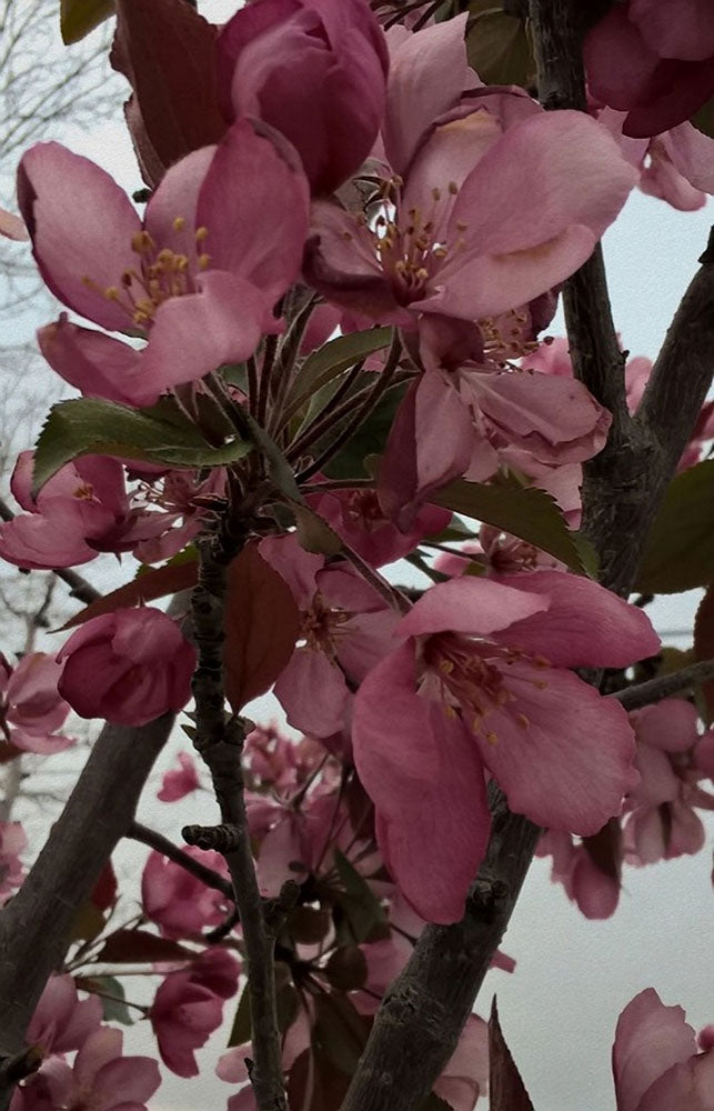 Montana Flowering Tree Digital Image Download