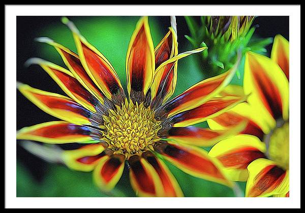Orange and Yellow Flower - Framed Print