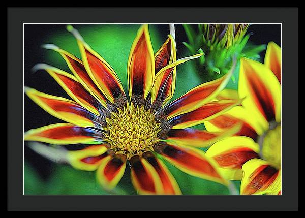 Orange and Yellow Flower - Framed Print