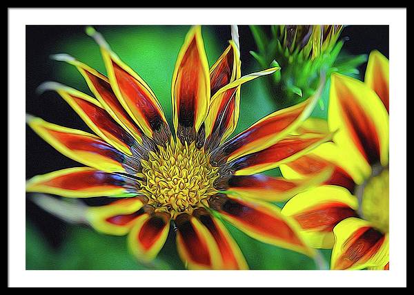 Orange and Yellow Flower - Framed Print