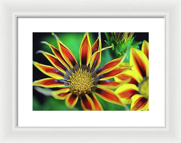 Orange and Yellow Flower - Framed Print