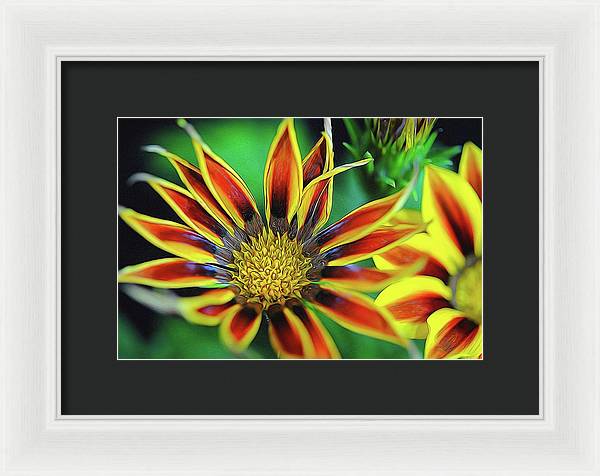 Orange and Yellow Flower - Framed Print