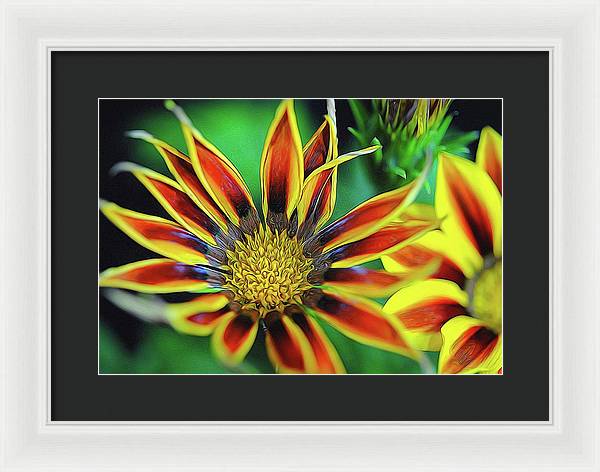 Orange and Yellow Flower - Framed Print