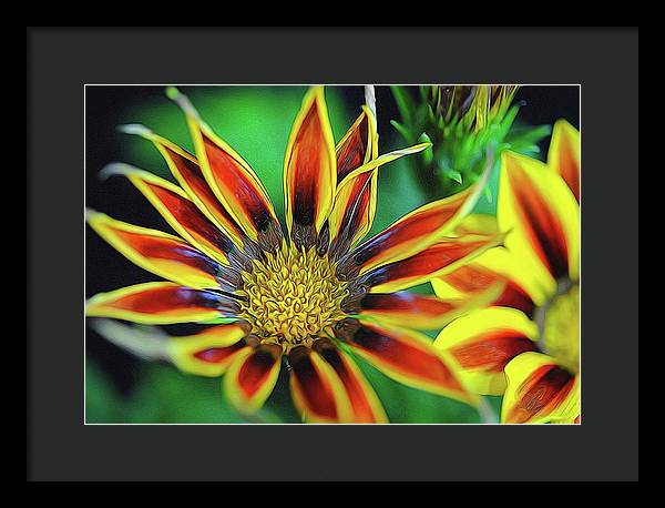 Orange and Yellow Flower - Framed Print