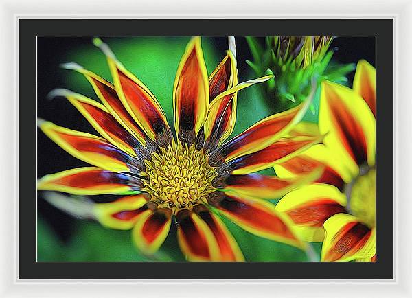 Orange and Yellow Flower - Framed Print