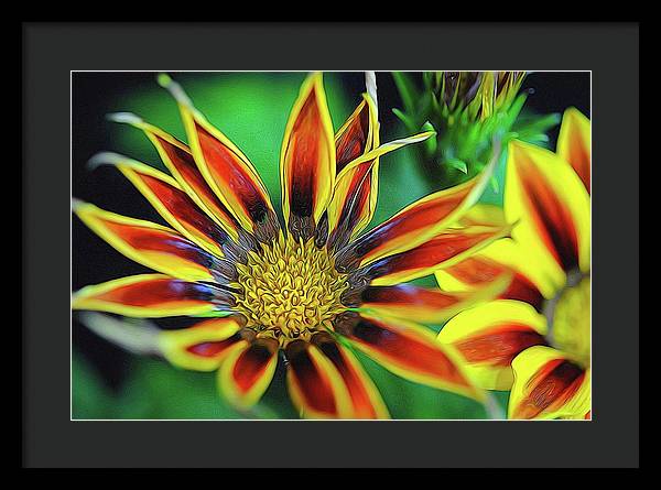 Orange and Yellow Flower - Framed Print