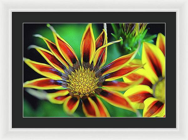 Orange and Yellow Flower - Framed Print