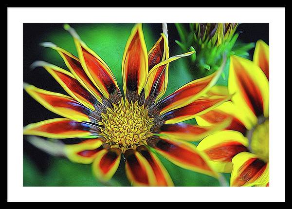 Orange and Yellow Flower - Framed Print