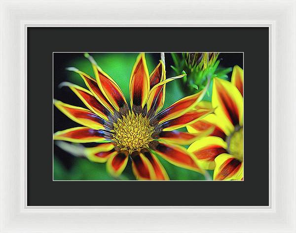 Orange and Yellow Flower - Framed Print