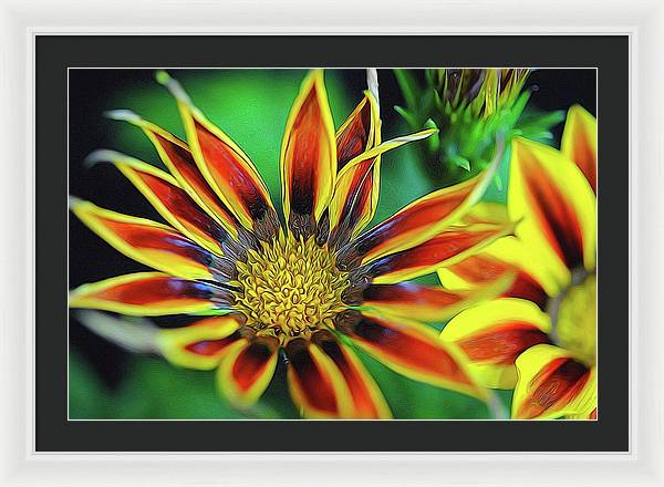 Orange and Yellow Flower - Framed Print
