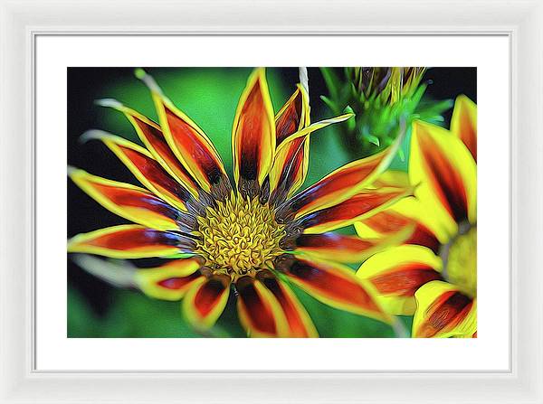 Orange and Yellow Flower - Framed Print