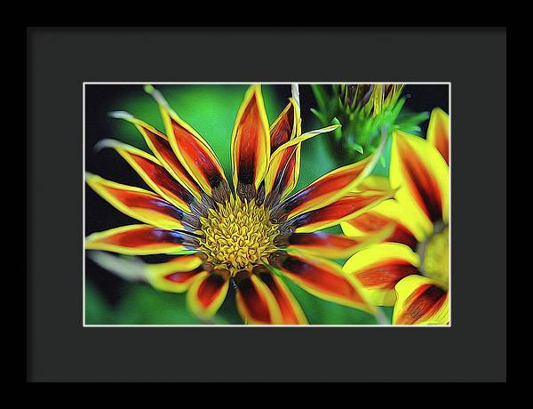 Orange and Yellow Flower - Framed Print