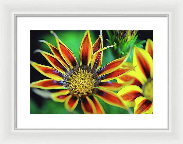 Orange and Yellow Flower - Framed Print