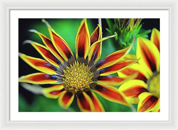 Orange and Yellow Flower - Framed Print