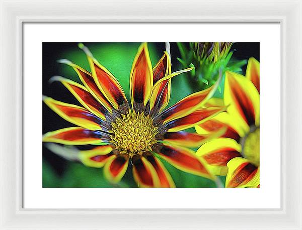 Orange and Yellow Flower - Framed Print