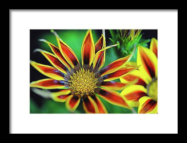 Orange and Yellow Flower - Framed Print