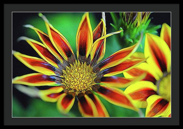 Orange and Yellow Flower - Framed Print
