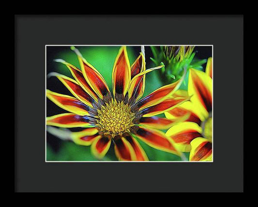 Orange and Yellow Flower - Framed Print