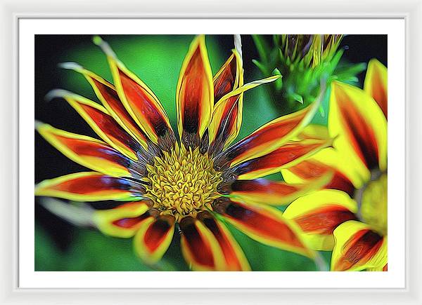Orange and Yellow Flower - Framed Print