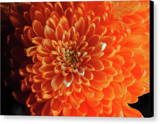 Orange Chrysanthemum - Canvas Print