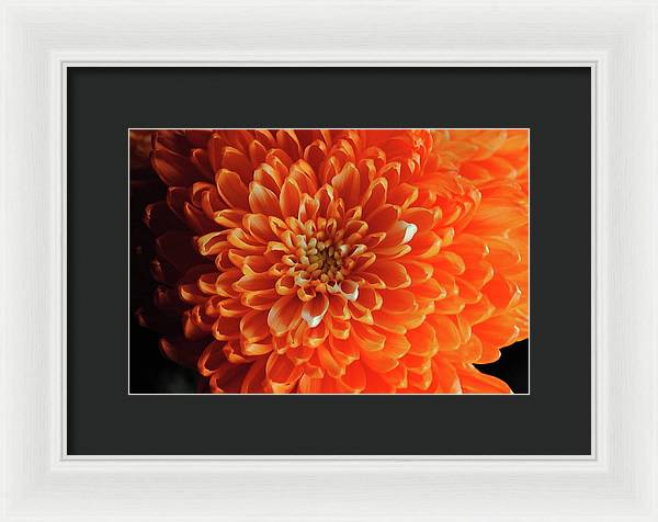Orange Chrysanthemum - Framed Print