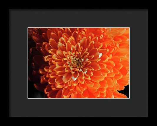 Orange Chrysanthemum - Framed Print