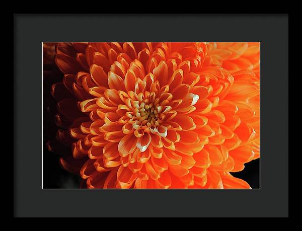 Orange Chrysanthemum - Framed Print
