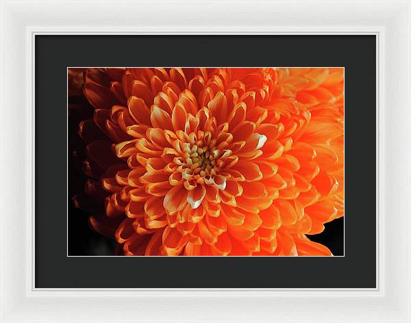 Orange Chrysanthemum - Framed Print