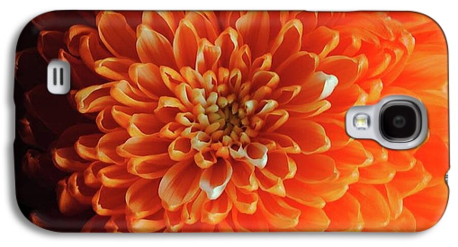 Orange Chrysanthemum - Phone Case