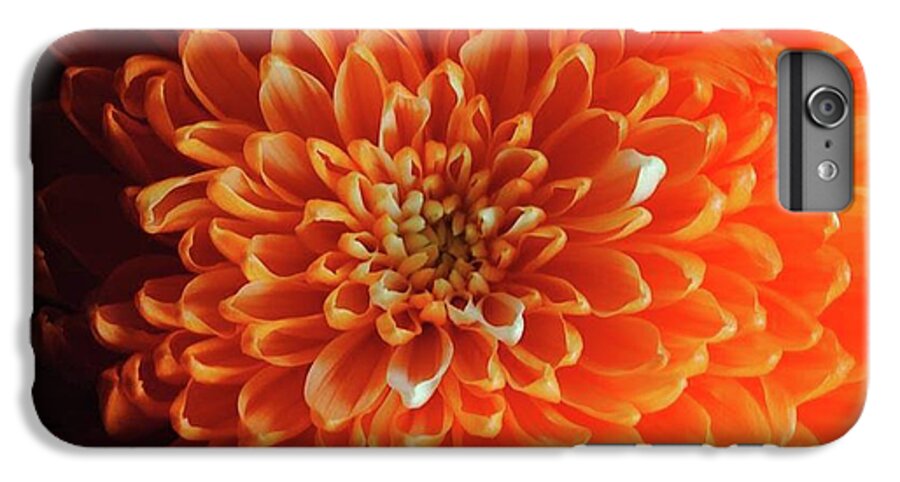 Orange Chrysanthemum - Phone Case