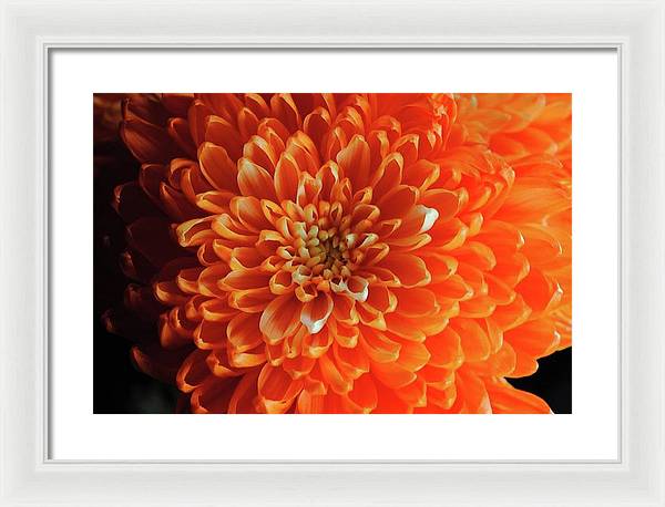 Orange Chrysanthemum - Framed Print