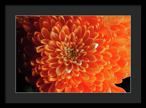 Orange Chrysanthemum - Framed Print