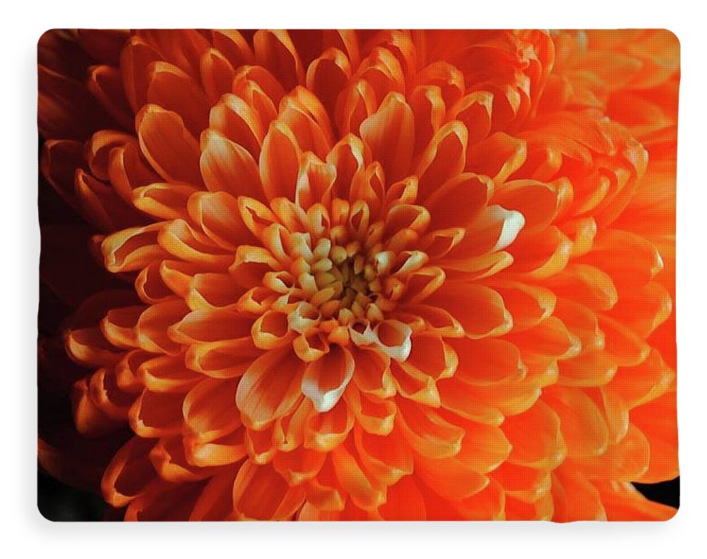 Orange Chrysanthemum - Blanket