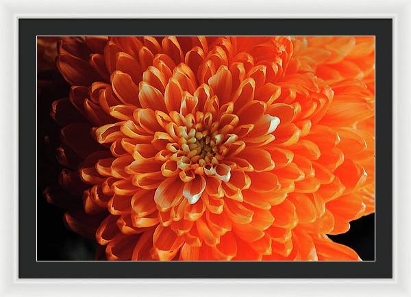 Orange Chrysanthemum - Framed Print