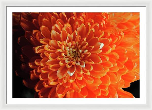 Orange Chrysanthemum - Framed Print