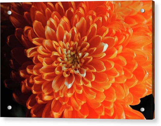 Orange Chrysanthemum - Acrylic Print
