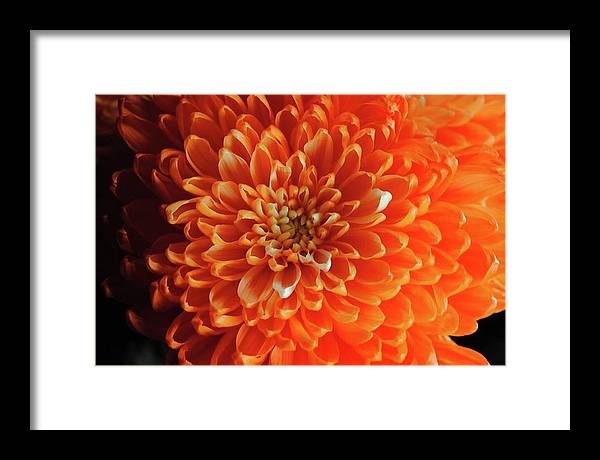 Orange Chrysanthemum - Framed Print