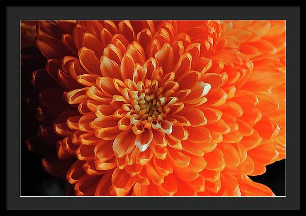Orange Chrysanthemum - Framed Print