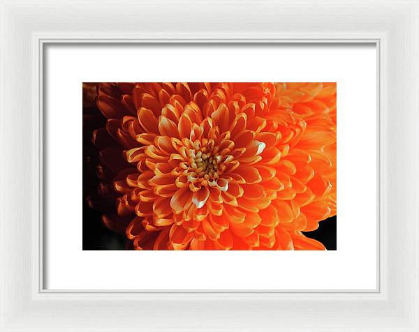 Orange Chrysanthemum - Framed Print