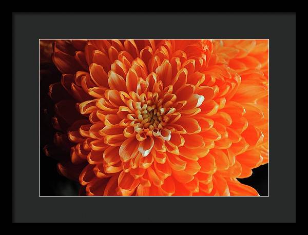 Orange Chrysanthemum - Framed Print
