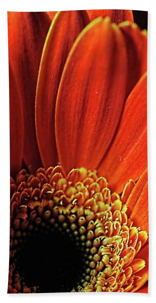 Orange Daisy Close Up - Beach Towel